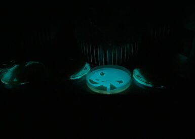 tp-bioluminescence